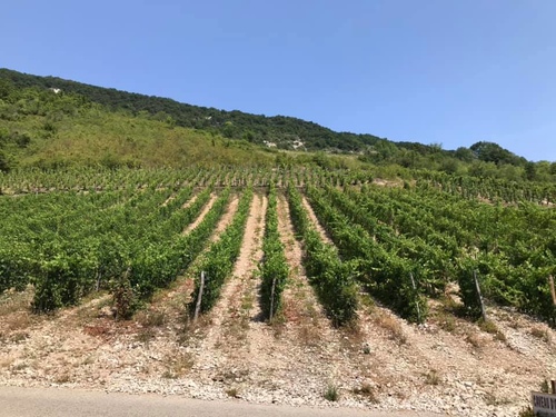 20190724李察吉爾酒莊 (15).jpg - 2019醉飲法奧瑞