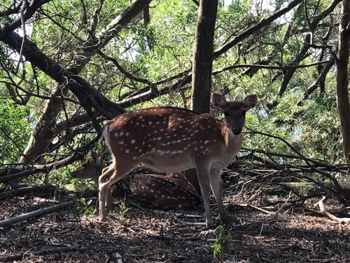 20200723大坵島 (2).jpg - 2020-7卡蹓馬祖