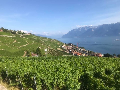 20190721 日內瓦葡萄園 (6).jpg - 2019醉飲法奧瑞