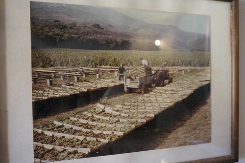 20170707科西嘉角五代酒莊 (15).jpg - 2017醉飲法義