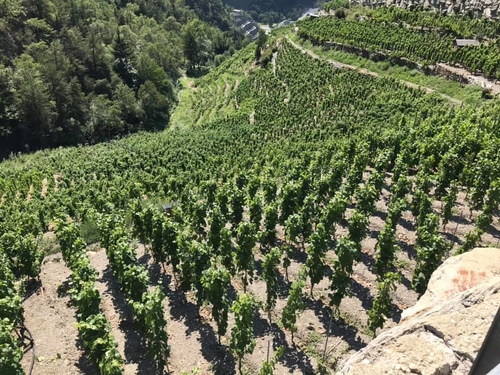 20190719歐洲最高葡萄園 (5).jpg - 2019醉飲法奧瑞