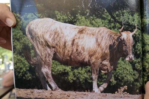 20170703阿爸凸起 (35).jpg - 2017醉飲法義