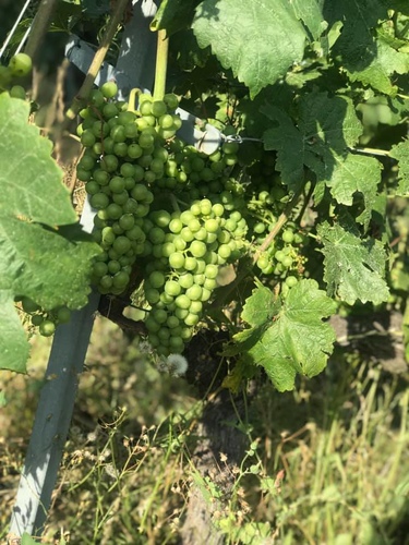 20190721 日內瓦葡萄園 (7).jpg - 2019醉飲法奧瑞