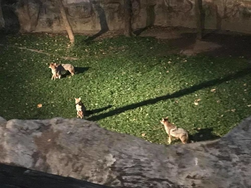 0207-6 (11).jpg - 2018清邁食旅記