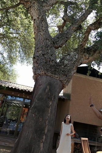 20170703阿爸凸起 (7).jpg - 2017醉飲法義