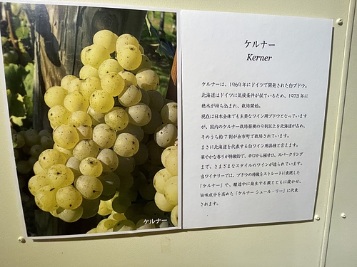 2023北海道20 (31).jpg - 2023日本旅遊