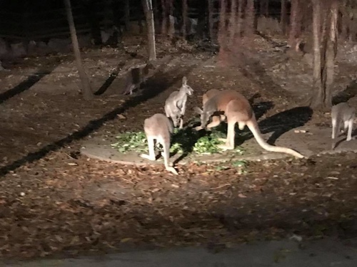 0207-6 (13).jpg - 2018清邁食旅記