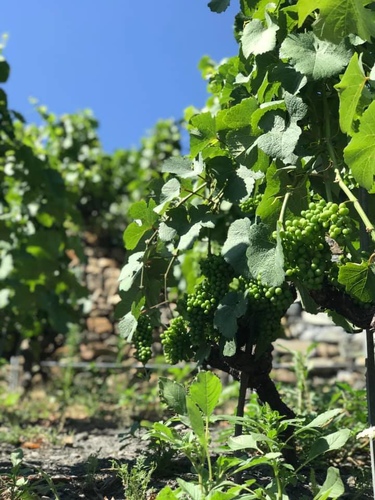 20190719歐洲最高葡萄園 (9).jpg - 2019醉飲法奧瑞