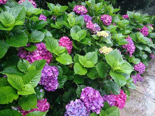 20160614清境品酒誌 (26).jpg - 2016年品酒誌