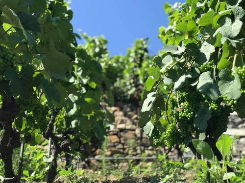 20190806 (3).jpg - 2019醉飲法奧瑞