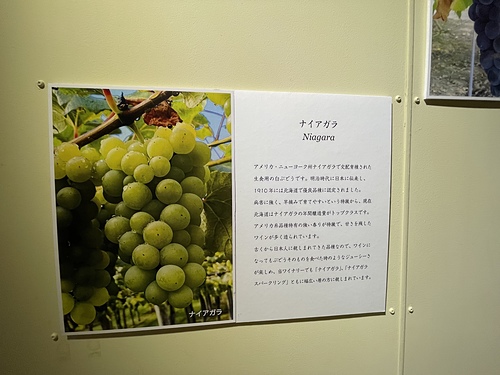 2023北海道20 (27).jpg - 2023日本旅遊