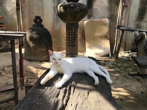 0209-4 (8).jpg - 2018清邁食旅記