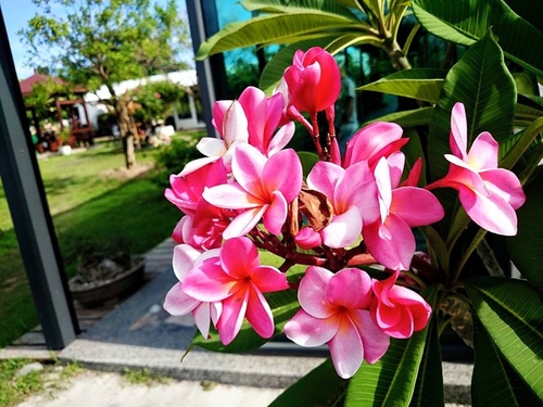 20150703u7d50u5a5au6176 u6d6au82b1u914du9999u6ab3 (3).jpg - 2015u5e74u54c1u9152u8a8c