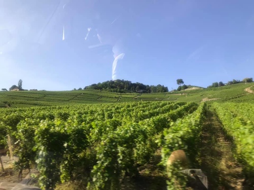 20190721 日內瓦葡萄園 (3).jpg - 2019醉飲法奧瑞