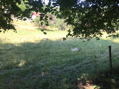 20190722瑞士湖濱旅館 (4).jpg - 2019醉飲法奧瑞