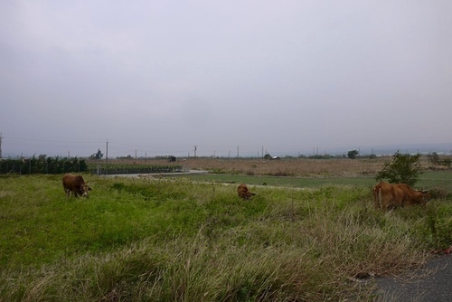 20151217 四重溪 馬爾希拉克甜白 (4).jpg - 2015年品酒誌