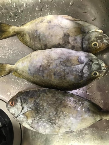 20200826東引高梁 (6).jpg - 2020品酒誌