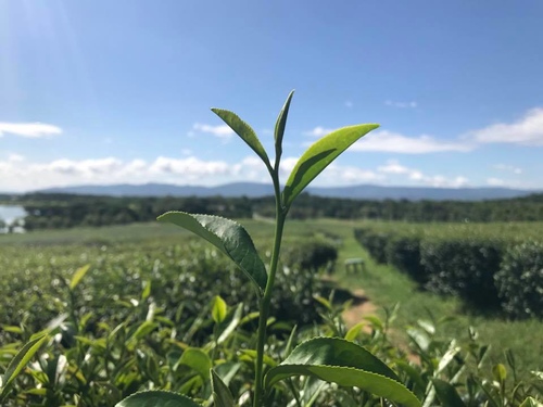 20180705-1 (19).jpg - 2018泰北放暑假