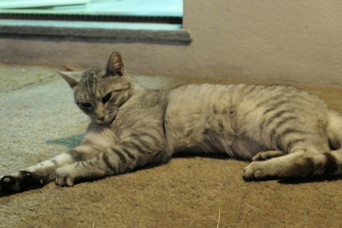 20170708 松露義大利麵 (32).jpg - 2017醉飲法義