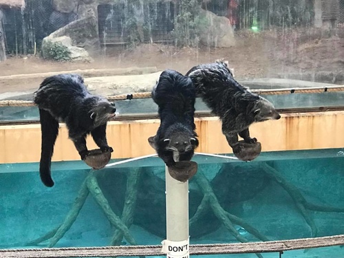 0207-6 (3).jpg - 2018清邁食旅記