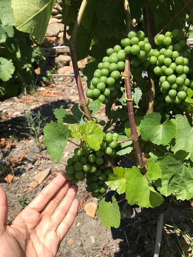 20190719歐洲最高葡萄園 (13).jpg - 2019醉飲法奧瑞