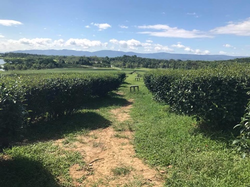 20180705-1 (22).jpg - 2018泰北放暑假