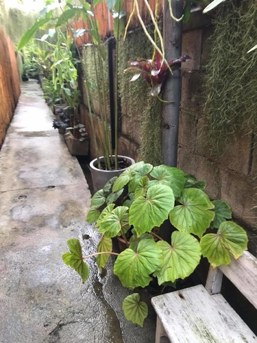 20180203-3 (23).jpg - 2018清邁食旅記