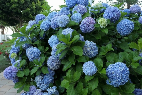 20170702 米其林推薦晚餐 (25).jpg - 2017醉飲法義