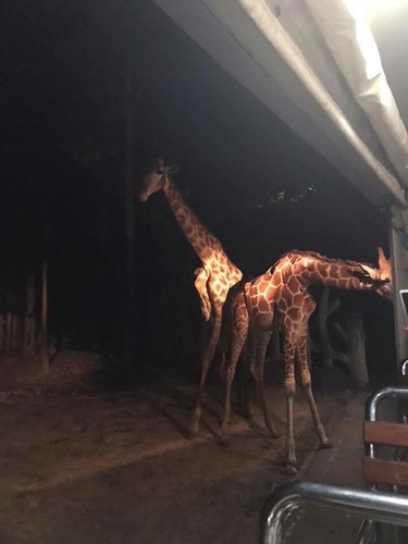 0207-6 (16).jpg - 2018清邁食旅記