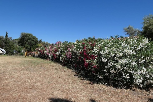 20170707科西嘉角五代酒莊 (3).jpg - 2017醉飲法義