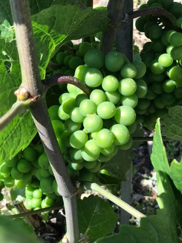 20190719歐洲最高葡萄園 (4).jpg - 2019醉飲法奧瑞