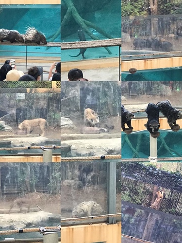 0207-6 (4).jpg - 2018清邁食旅記