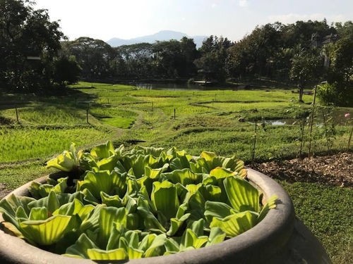 0208-4 (30).jpg - 2018清邁食旅記