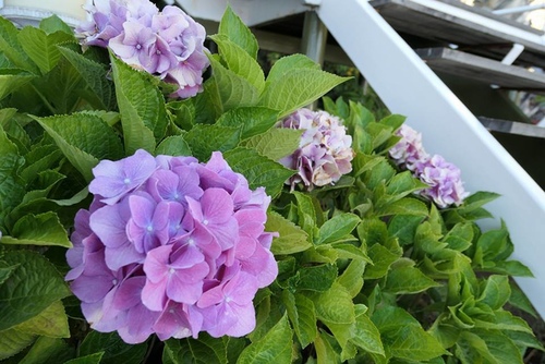 20170701飯店 (10).jpg - 2017醉飲法義