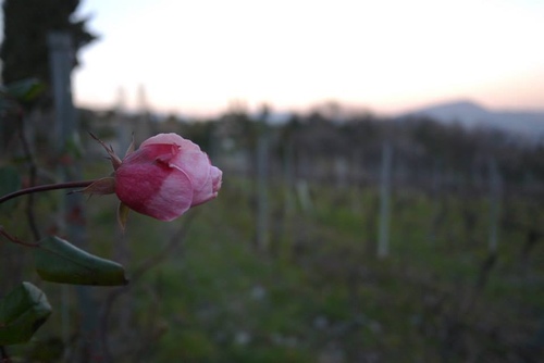 39 20150209u5c3cu65afu73bbu7483u74f6u9152u5e84(u9152u5e848)24.jpg - u9189u98f2u5357u6cd5