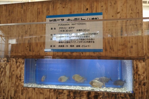 20170121地獄二 (12).jpg - 2017北九州溫泉