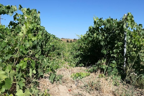 20170705雷神索爾酒莊 (35).jpg - 2017醉飲法義