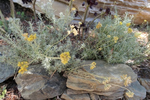 20170706永久花工廠 (8).jpg - 2017醉飲法義