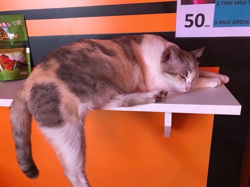 0210-3 (21).jpg - 2018清邁食旅記