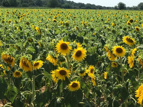 20190724小湖濱午餐 (18).jpg - 2019醉飲法奧瑞