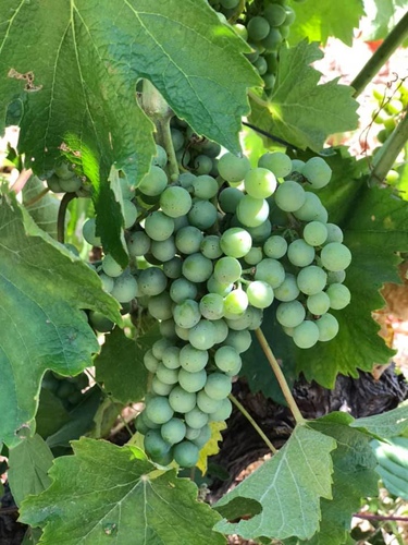 20190724李察吉爾酒莊 (17).jpg - 2019醉飲法奧瑞