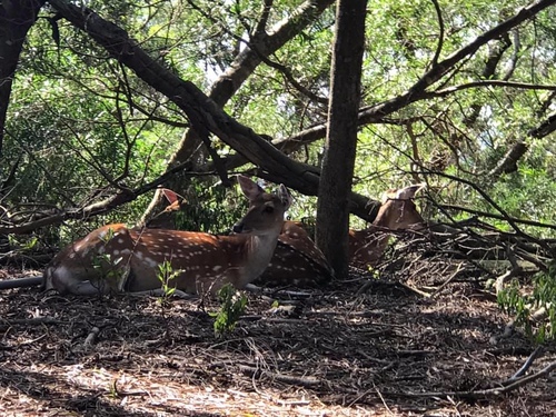 20200723大坵島 (11).jpg - 2020-7卡蹓馬祖