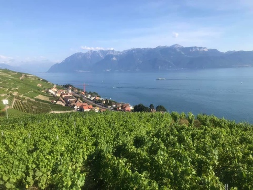 20190721 日內瓦葡萄園 (4).jpg - 2019醉飲法奧瑞