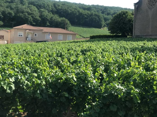 20190722Fuisse第一個酒莊 (32).jpg - 2019醉飲法奧瑞