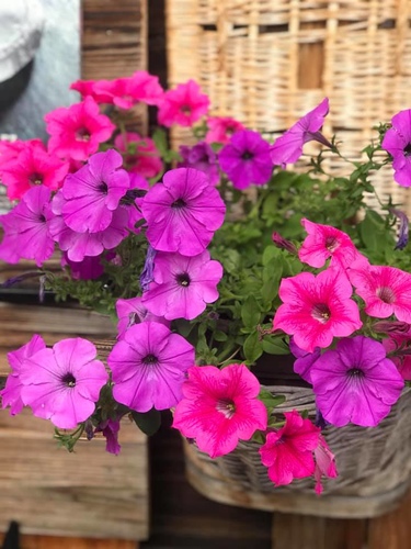 20190712起司農場午餐 (29).jpg - 2019醉飲法奧瑞