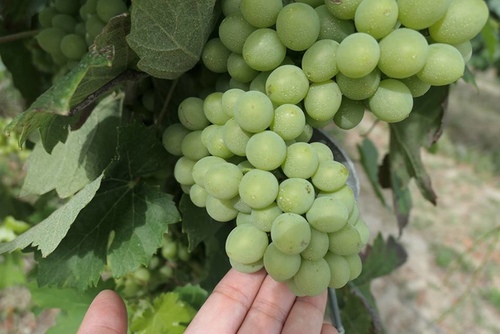 20170709葡萄園飯店早餐 (14).jpg - 2017醉飲法義