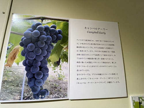 2023北海道20 (28).jpg - 2023日本旅遊