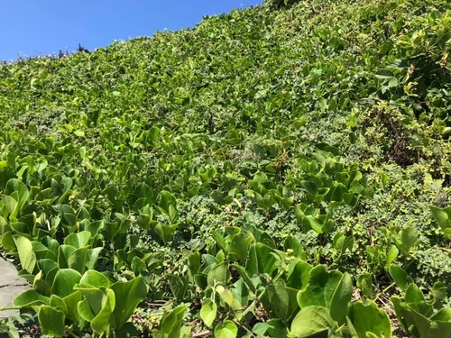 20200721一線天 (11).jpg - 2020-7卡蹓馬祖