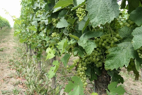 20170709葡萄園飯店早餐 (12).jpg - 2017醉飲法義