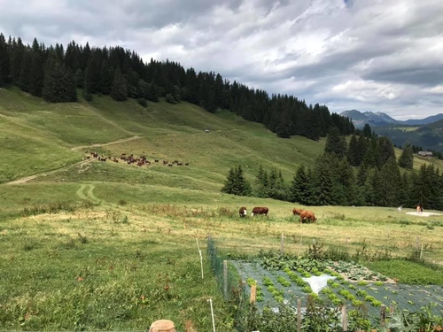 20190712起司農場午餐 (30).jpg - 2019醉飲法奧瑞